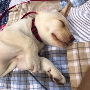 Meet your Posher, Josh